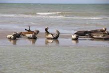 Week-end Mer en Baie de Somme- 20 et 21 juin 2026